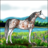 Horse Color:Brown Splash  and White Spotted Black Splash 