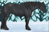 Horse Color:Black  and Black Rabicano 