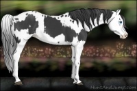 Horse Color:Black Splash  and Black Splash Near Leopard 