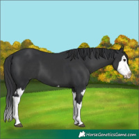 Horse Color:Black Splash and Black Splash