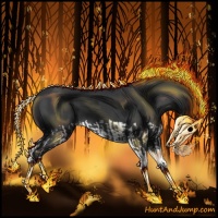 Horse Color:Black Splash  and Black Splash 