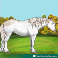 Horse Color:Chocolate Palomino Roan Pearl Splash Frame Rabicano 