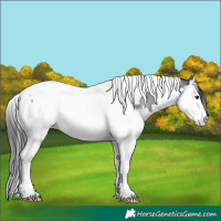 Horse Color:Smoky Blue Roan Splash Tobiano Rabicano 