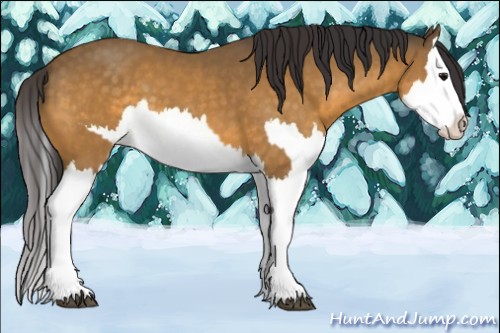 Horse Color:Buckskin Splash and Buckskin Splash