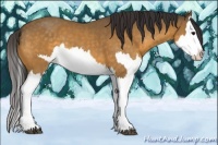 Horse Color:Buckskin Splash and Buckskin Splash