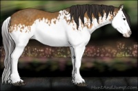 Horse Color:Buckskin Splash  and Buckskin Splash 