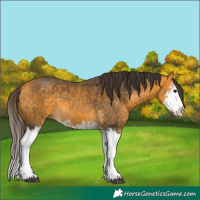 Horse Color:Buckskin Splash  and Buckskin Splash 