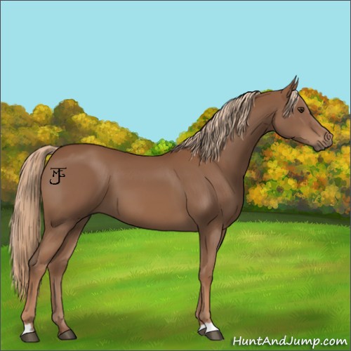 Horse Color:Chestnut 