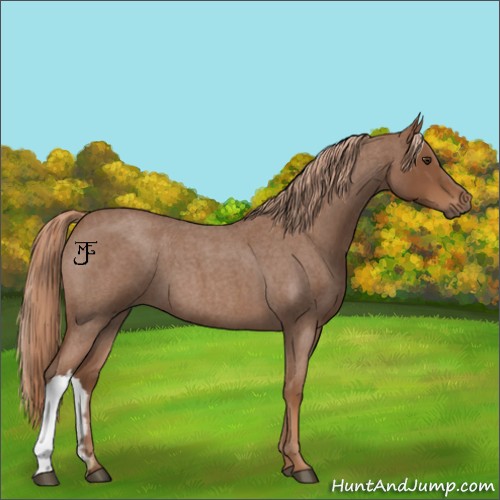 Horse Color:Red Roan 