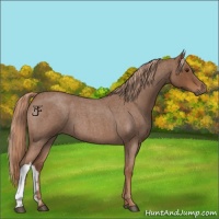 Horse Color:Red Roan 