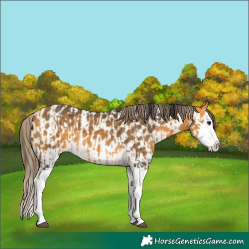 Horse Color:Buckskin Splash  and Buckskin Splash Appaloosa 