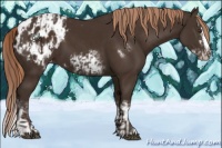 Horse Color:Liver Chestnut Sabino Splash Appaloosa  and Liver Chestnut Sabino Splash Frame Appaloosa 