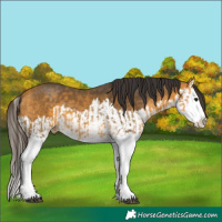 Horse Color:Unknown 