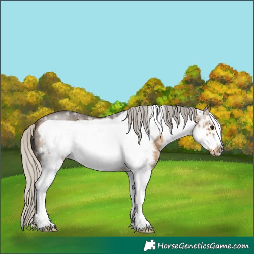 Horse Color:White Spotted Silver Buckskin Frame 