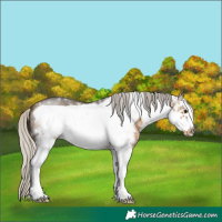Horse Color:White Spotted Silver Buckskin Frame