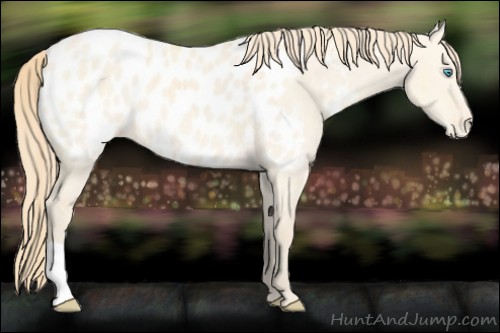 Horse Color:Perlino Dun Appaloosa 