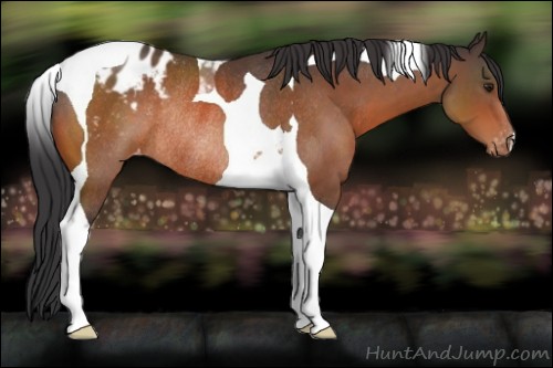 Horse Color:Brown Tobiano Appaloosa Rabicano 