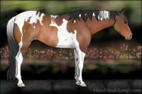 Horse Color:Brown Tobiano Appaloosa Rabicano