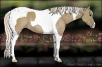 Horse Color:Silver Smoky Grullo Tobiano