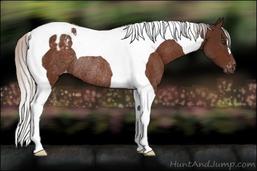 Horse Color:Silver Brown Tobiano Appaloosa Rabicano 
