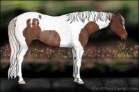 Horse Color:Silver Brown Tobiano Appaloosa Rabicano 