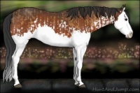 Horse Color:Buckskin Splash  and Bay Splash 