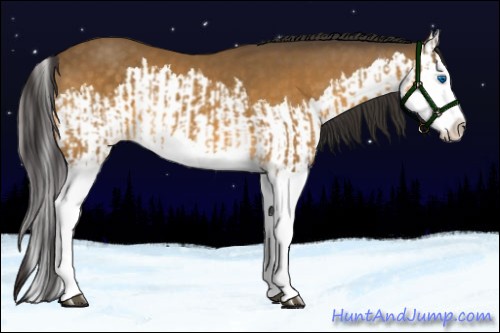 Horse Color:Buckskin Splash  and Buckskin Splash 