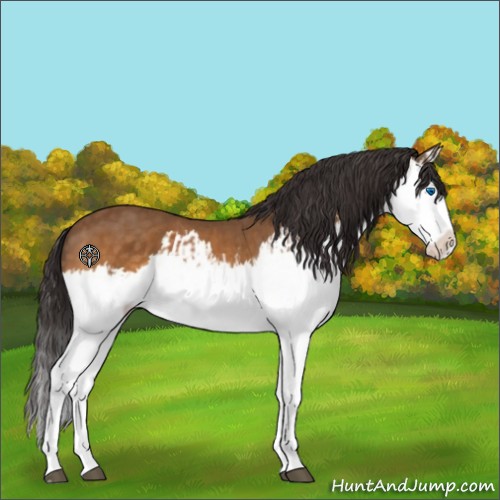 Horse Color:Buckskin Splash and Buckskin Splash