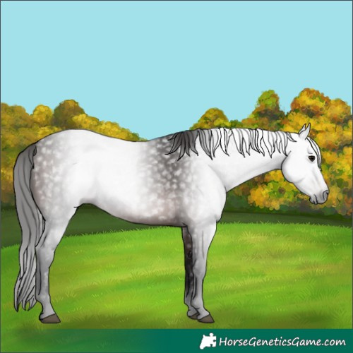 Horse Color:Gray Bay 