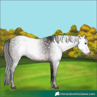 Horse Color:Gray Bay 