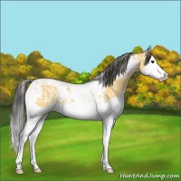 Horse Color:Bay Splash Tobiano  and Buckskin Splash Tobiano 