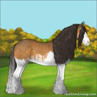 Horse Color:Buckskin Splash and Buckskin Splash