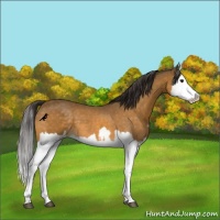 Horse Color:Buckskin Splash  and Buckskin Splash 