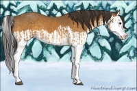 Horse Color:Buckskin Splash  and Buckskin Splash 