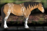 Horse Color:Buckskin  and White Spotted Buckskin 