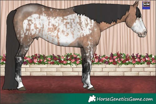 Horse Color:Bay Dun Mushroom Sabino  and Bay Dun Mushroom Frame 