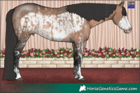 Horse Color:Bay Dun Mushroom Sabino  and Bay Dun Mushroom Frame 