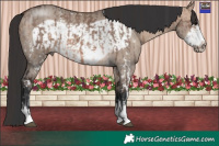 Horse Color:Bay Dun Mushroom Sabino  and Bay Dun Mushroom Frame 