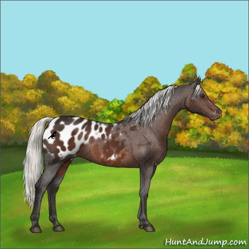 Horse Color:Liver Chestnut Mushroom Appaloosa Rabicano