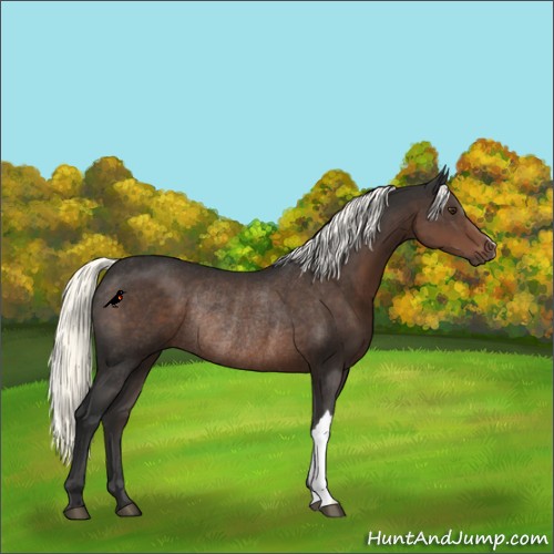 Horse Color:Liver Chestnut Mushroom Rabicano