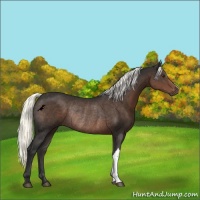 Horse Color:Liver Chestnut Mushroom Rabicano 