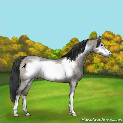 Horse Color:Grullo Roan Frame Rabicano 