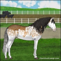 Horse Color:Buckskin Splash  and Buckskin Splash 