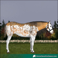 Horse Color:Buckskin Splash  and Buckskin Splash 