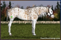 Horse Color:Buckskin Splash  and Buckskin Splash 
