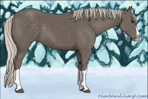 Horse Color:Silver Black Splash