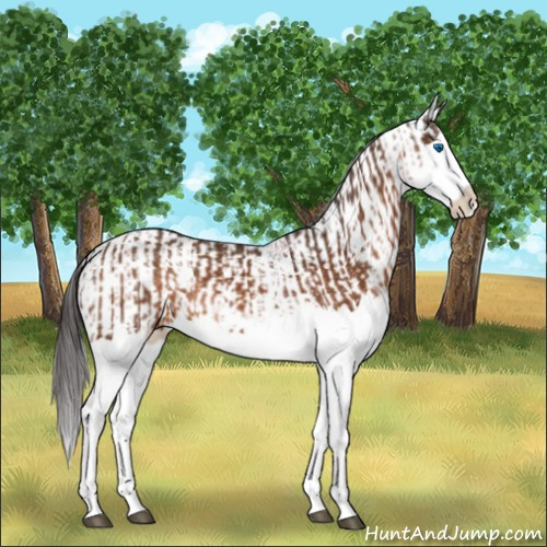 Horse Color:Buckskin Splash  and Buckskin Splash 