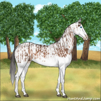 Horse Color:Buckskin Splash  and Buckskin Splash 