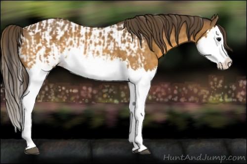 Horse Color:Buckskin Splash and Buckskin Splash Appaloosa