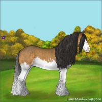 Horse Color:Buckskin Splash and Buckskin Splash